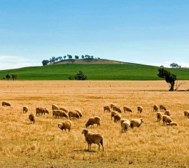 Agribusiness